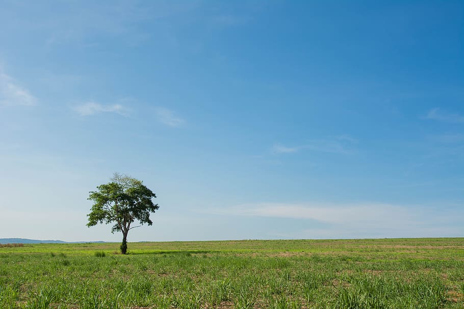 tree, wide field, view, background, plant, sky, field, landscape, land,  beauty in nature | Pxfuel