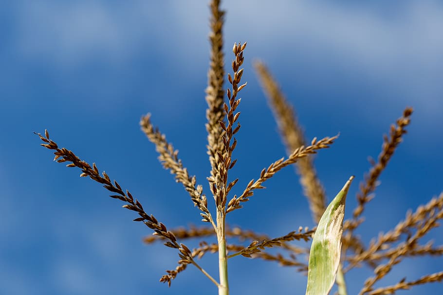 tall, grass, sky, nature, close up, field, meadow, wheat, country, plant