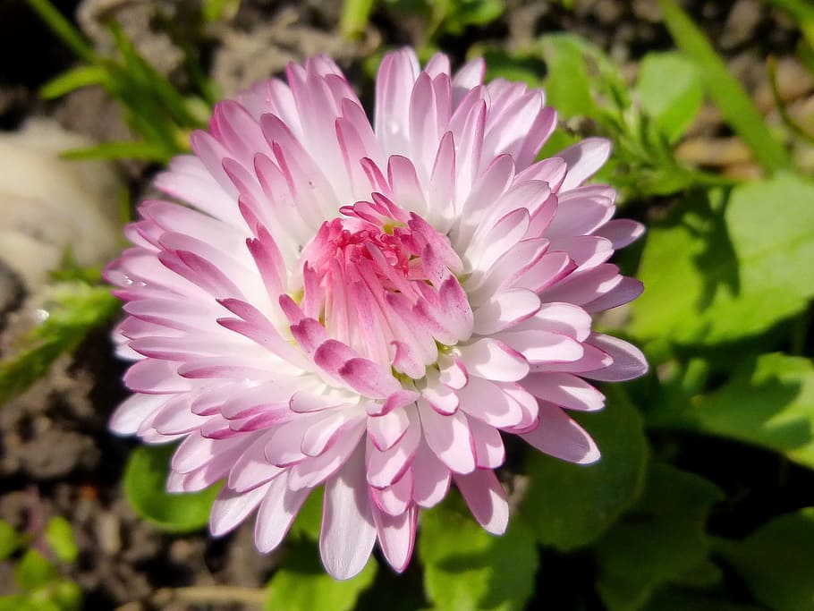 Daisy, Flower, Spring, Nature, spring flower, plant, white, pink, sunshine, pink color