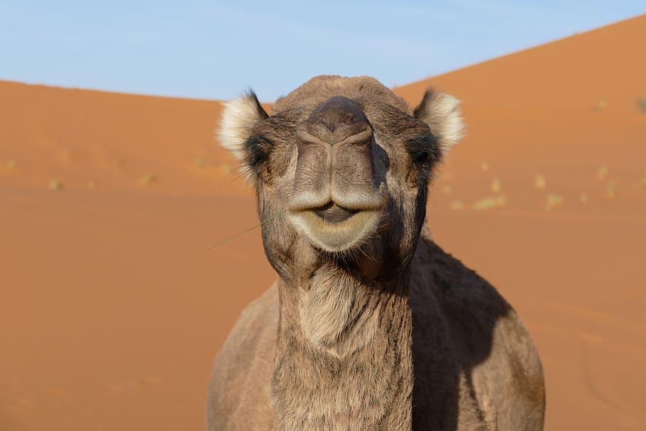 Merzouga, Marruecos, África, desierto, dunas, bereber, viajes, arena, camello, Sáhara
