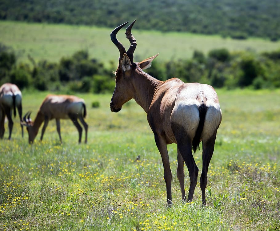 red hartebeest, antelope, safari, wildlife, horns, south africa, animal themes, mammal, animal, group of animals