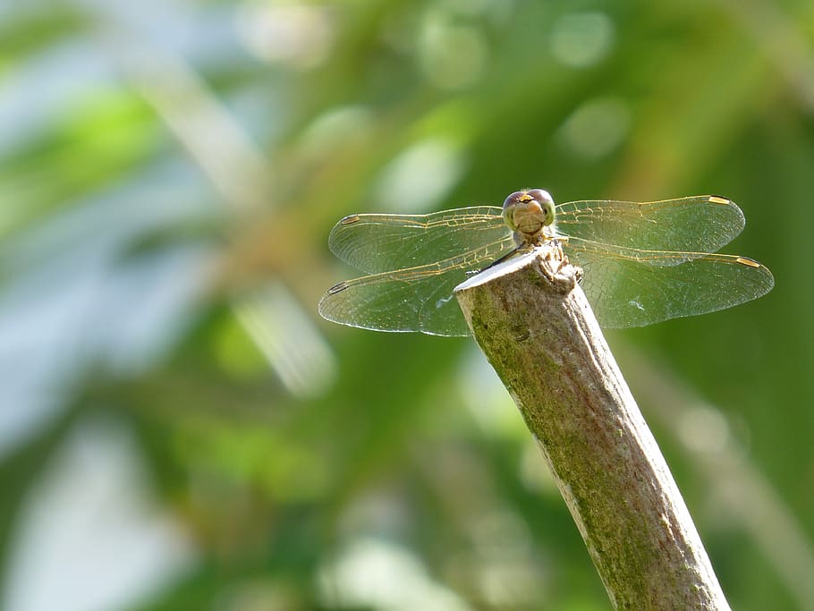 dragonfly, water maid, insect, summer, olive tree, compound eyes, sunlight, animal wildlife, animals in the wild, one animal