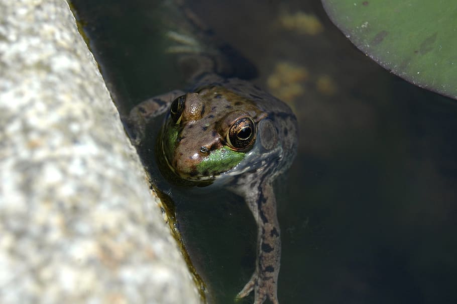 frog, pond, water, nature, amphibian, green, lily, aquatic, eye, animal