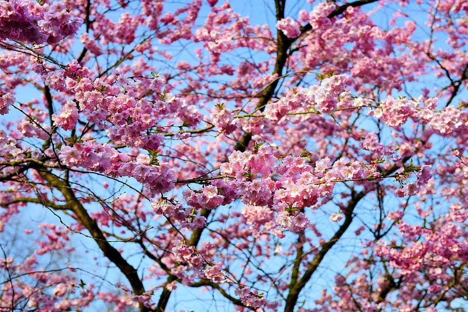 cherry blossom, japanese cherry, smell, blossom, bloom, japanese flowering cherry, ornamental cherry, spring, pink, prunus serrulata