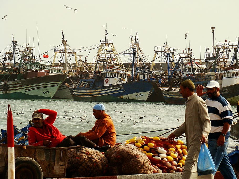 morocco, ship, dreamy, colorful, gulls, travel, experience, snapshot, fischer, fish