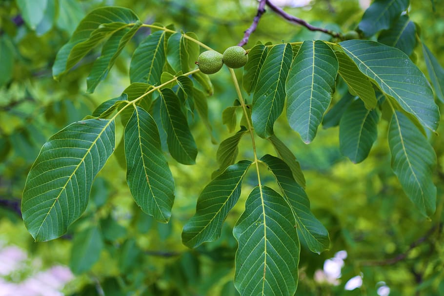 walnut, leaves, fruit, the leaves are, plant, nature, tree, leaf, plant part, green color