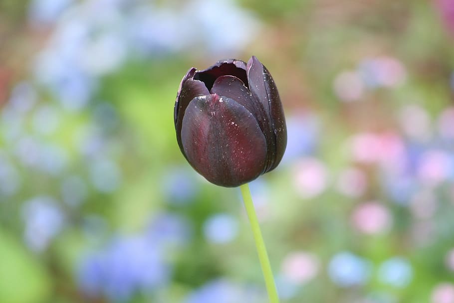 nature, plant, garden, tulip, flower, dark, alone, burgundy, close-up, freshness
