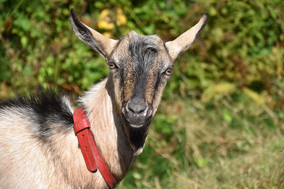 goat, goat motte, goat jupiter, ruminant, herbivore, field, mammal, cute, animal, goatee