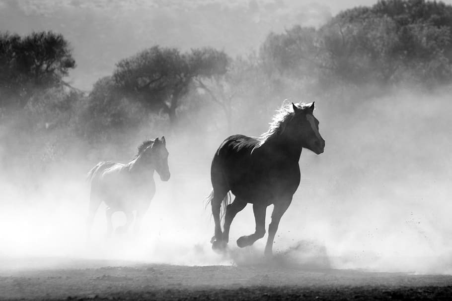 grayscale photography, two, horses, running, horse, herd, fog, nature, wild, equine