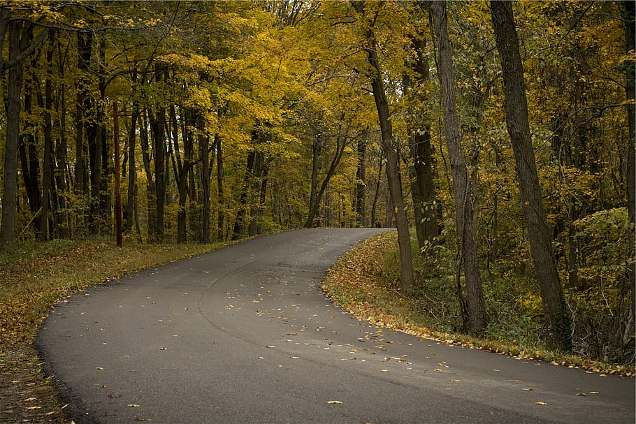carretera de asfalto, árbol, verde, foredt, cerca, estrecho, carretera, sinuoso, pavimento, otoño