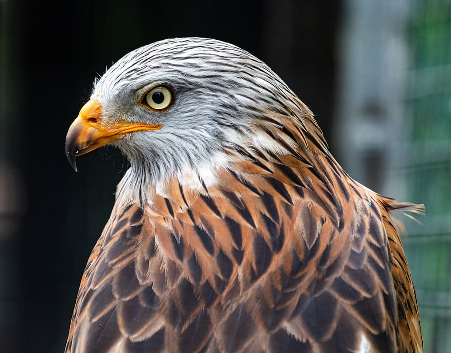 Red Kite Red Kite Perched Raptor Kite Hunter Hawk Bird Falcon Raptors Prey Pxfuel