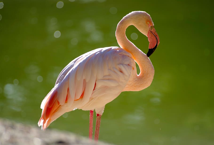 flamingo, burung, burung air, bulu, merah muda, hewan, bertulang belakang, tema hewan, satwa liar hewan, binatang di alam liar