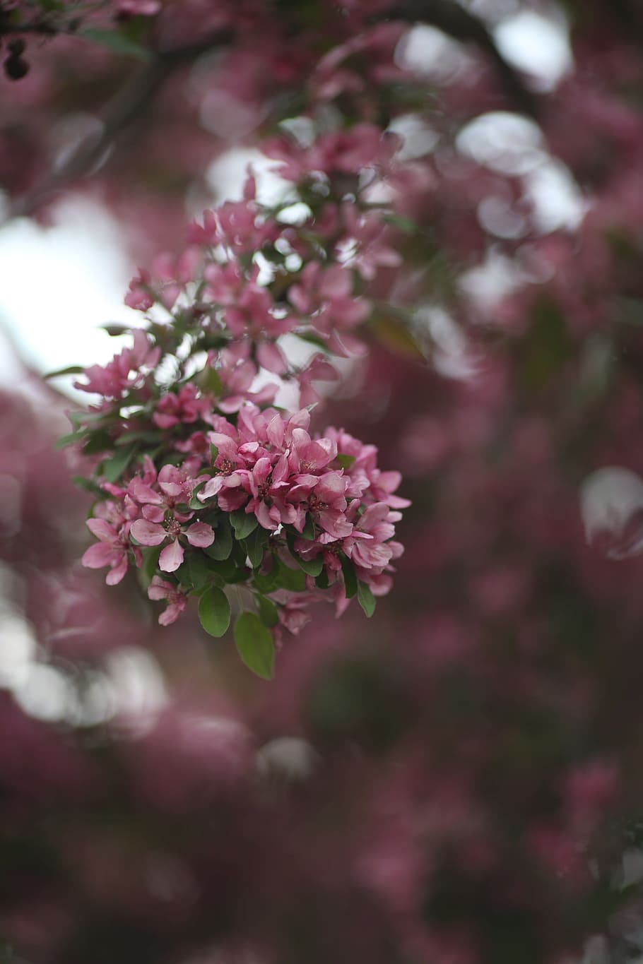 pink flowers, pink, blossom, nature, tree, branch, bloom, petal, floral, spring