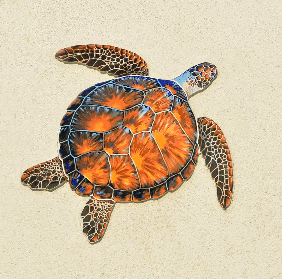 painting, brown, blue, Turtle, Reptile, Background, Wall, design, art, backdrop