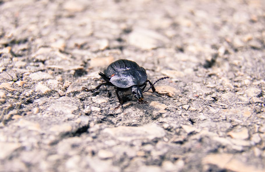 insecto, primer plano, escarabajo, asfalto, naturaleza, Europa, 2016, pequeño, negro, macro