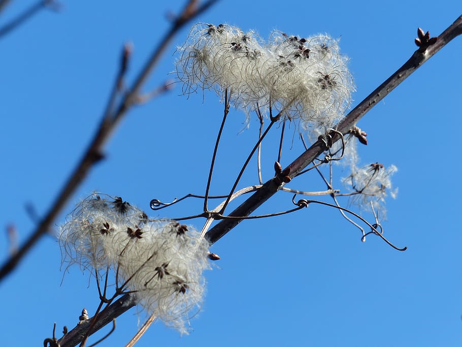 Clematis Vitalba, Pods, Soft, Fluffy, seeds, liane, fruits, white, woolly, clematis