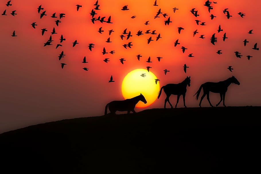 sunset, dusk, silhouettes, horses, birds, landscape, beautiful, sun, sky, colorful