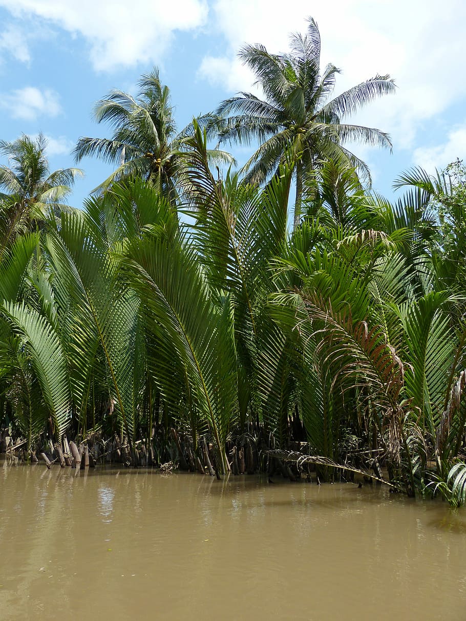 Vietnã, rio Mekong, delta do rio Mekong, rio, palma, coqueiro, mangue, natureza, paisagem, trópicos