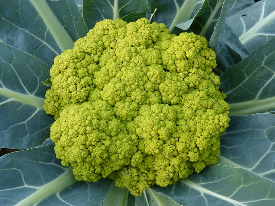 broquil, vegetable, green, leaf, vegetables, food, cauliflower, freshness, organic, agriculture