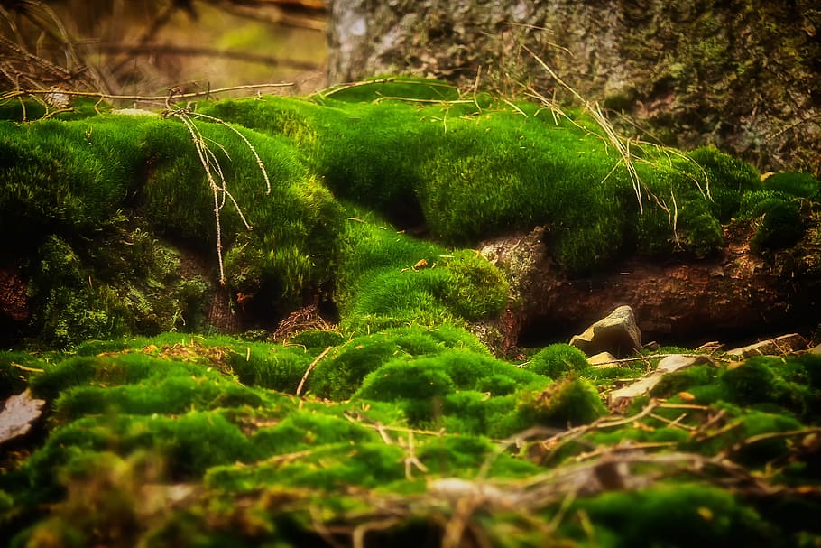 bidang rumput hijau, lumut, hutan, hijau, alam, lumut fliegenpilz, bemoost, lichen, halus, air