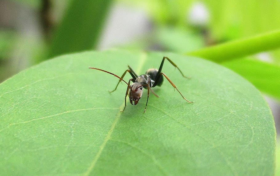 hormiga, macro, primer plano, naturaleza, insecto, invertebrado, fauna animal, parte de la planta, animales en estado salvaje, hoja