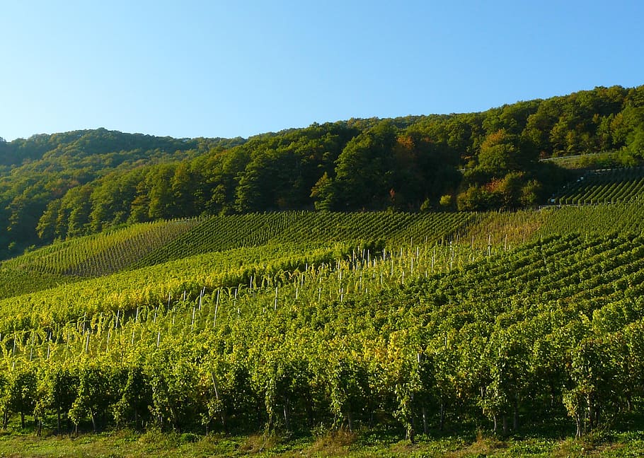green, plantation field, trees, vineyard, vines, grapes, winegrowing, rebstock, wine region, vine
