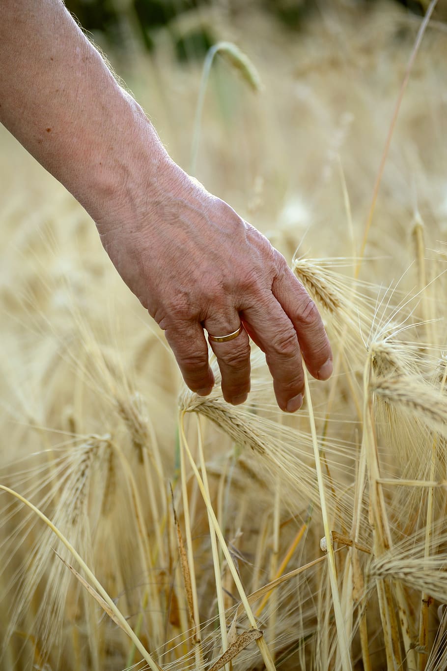 hand, human, man, cereals, spike, cornfield, halme, access, harvest, bio