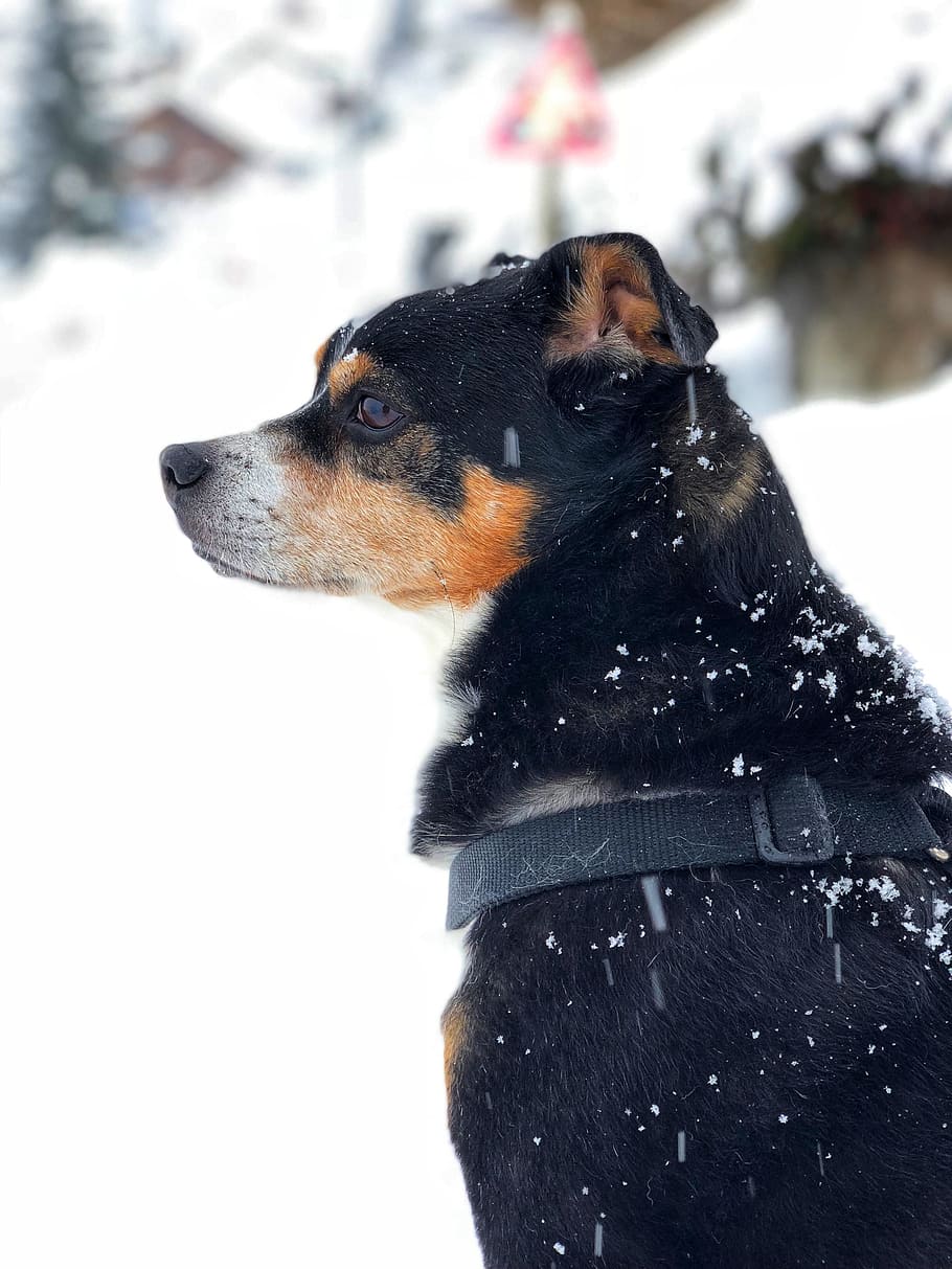 犬 動物 かわいい 検索 冬 雪 一匹の動物 家畜 ペット 哺乳類 Pxfuel