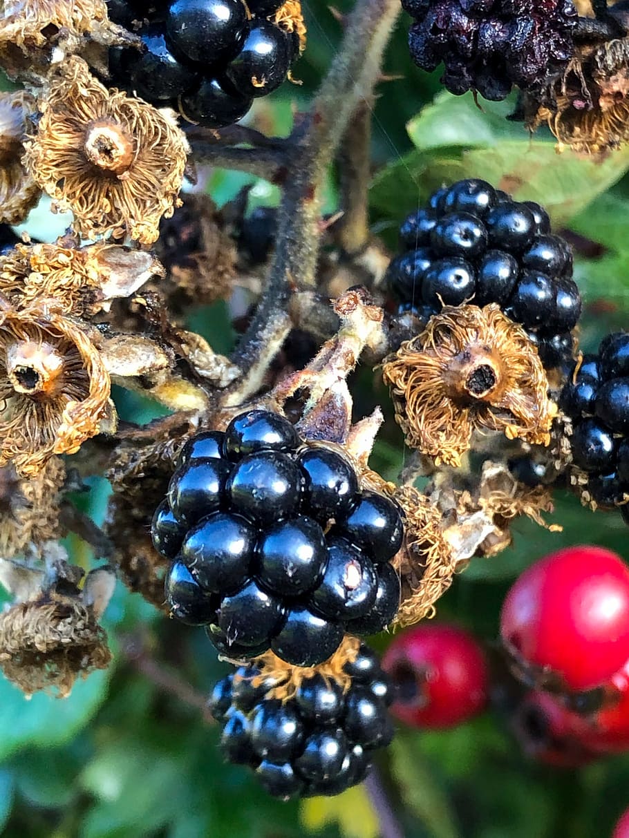 blackberry, blackberries, autumn, fresh, wild, fruit, berries, food, healthy, fruits