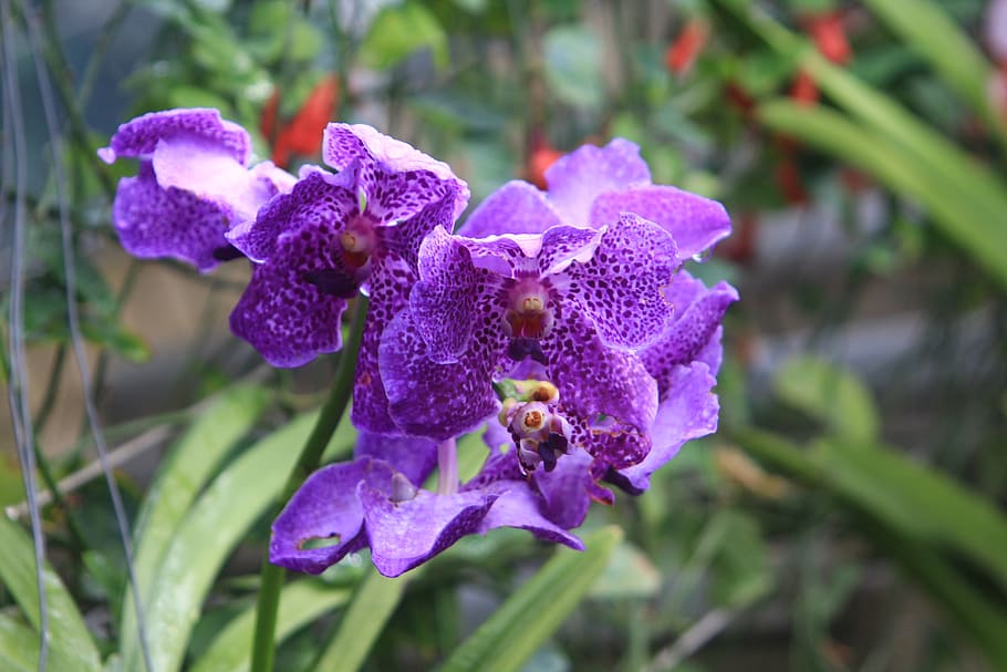 orchid, flower, nature, plants, purple, botany, flowering plant, beauty in nature, plant, fragility