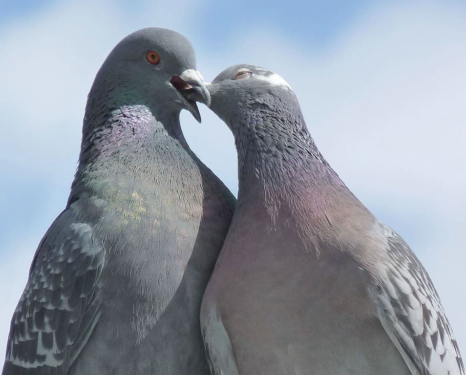 two pigeon kissing, Pigeon, kissing, pigeons, lovebirds, bird, nature, whisper sweet nothings, animals, animal world