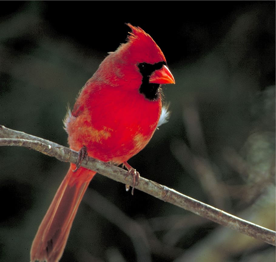 vermelho, cardeal, pássaro, galho de árvore, empoleirado, masculino, natureza, animais selvagens, pássaro canoro, penas