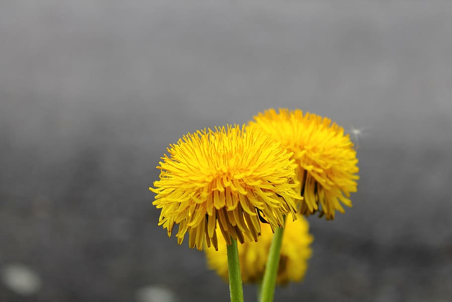 selected, focus photography, yellow, flowers, dandelion, sonchus oleraceus, flower, field, bloom, weed