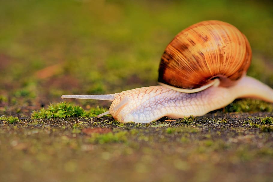 selective, focus photography, snail, ground, shell, mollusk, probe, mucus, crawl, slowly