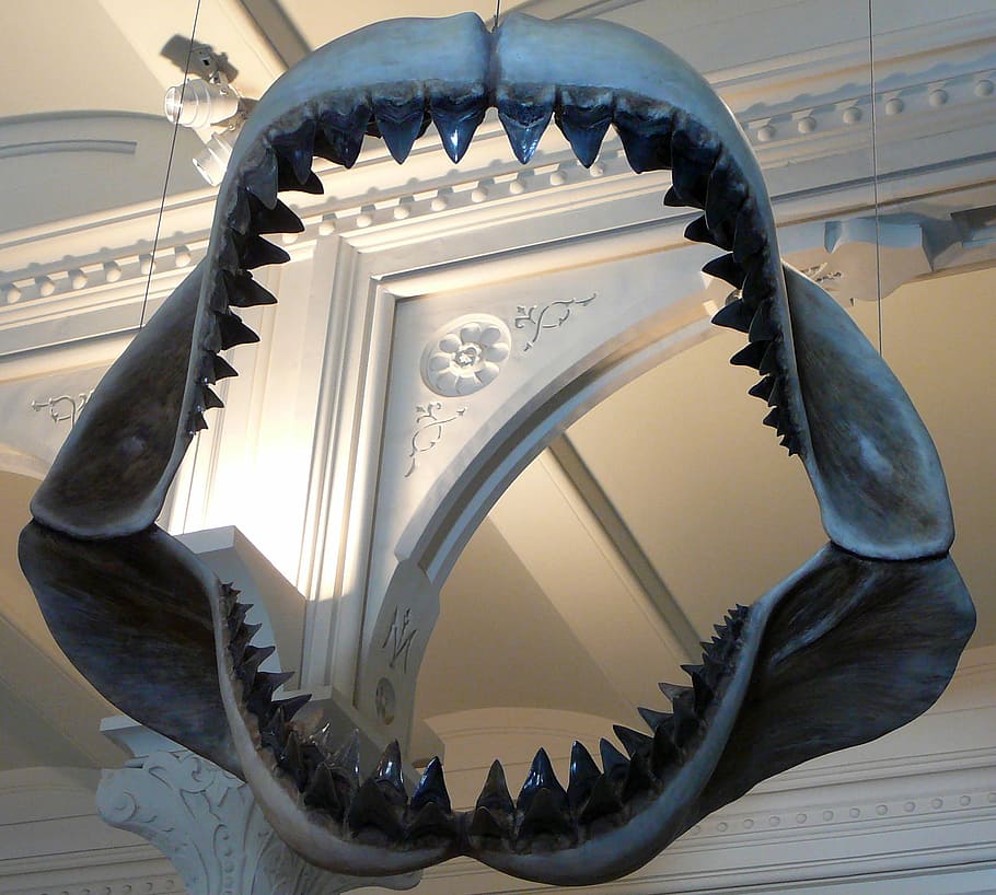 megalodon jaws, Megalodon, Jaws, fossil, public domain, shark, teeth, architecture, decoration, indoors