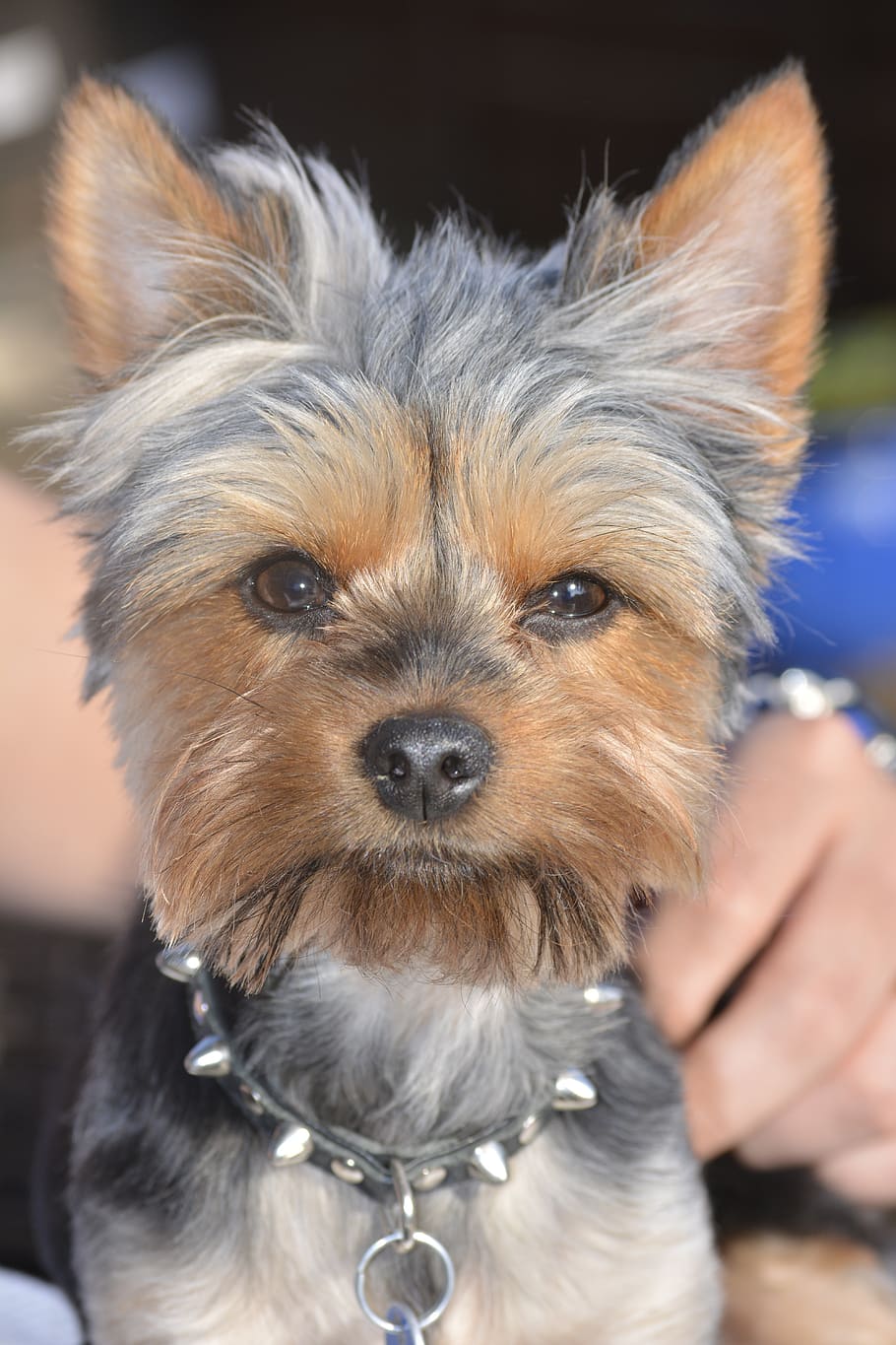yorkie, dog, puppy, cute, adorable, yorkshire, grey, tanned, groomed, mammal