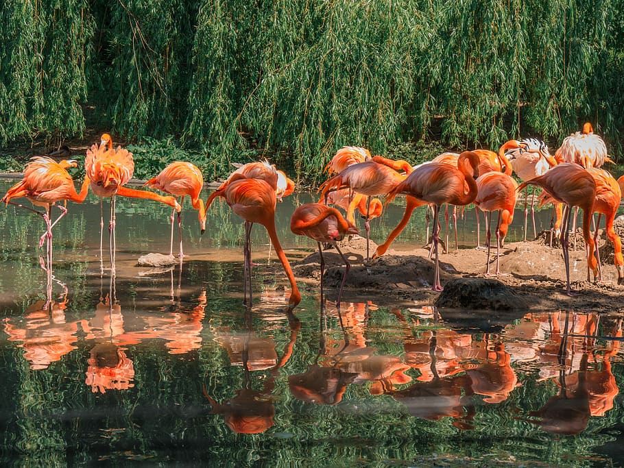 flock of flamingos, flamingos, birds, group of animals, animals, water, flamingo, lake, vertebrate, animals in the wild