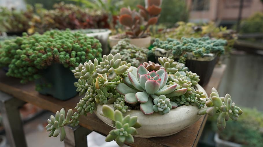 succulent, plants, green, Succulent Plants, Green Plants, plant, flower, green color, growth, day