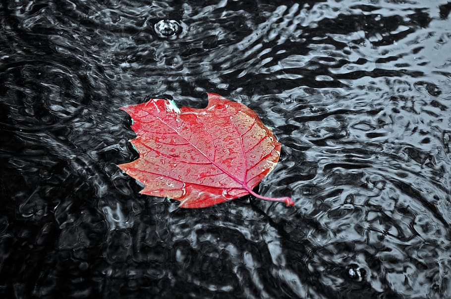 red, leaf, body, water, red leaf, body of water, autumn, season, leaves, color
