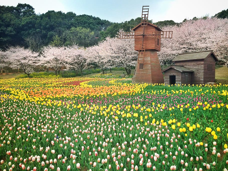 flower, windmill, ye tian, the scenery, on the hill, spring, plant, flowering plant, growth, architecture