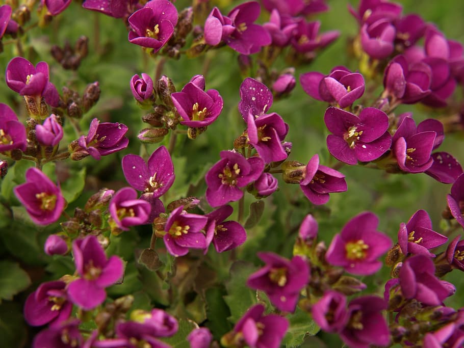 Begonia, Flowers, Macro, Closeup, Spring, plant, nature, bokeh, violet, flower