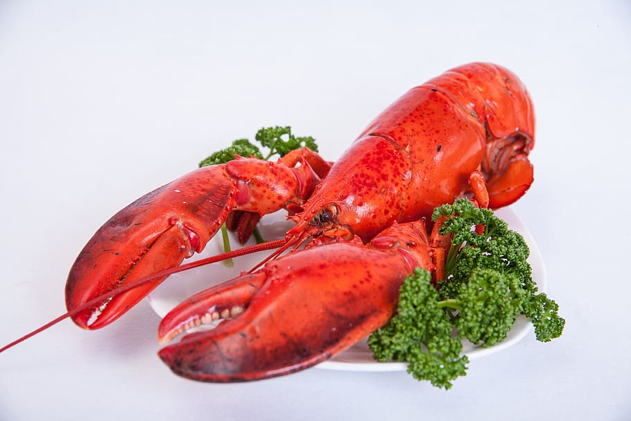 lobster, ceramic, plate, Shrimp, Food, Gauze, Eating Out, red, seafood, claw