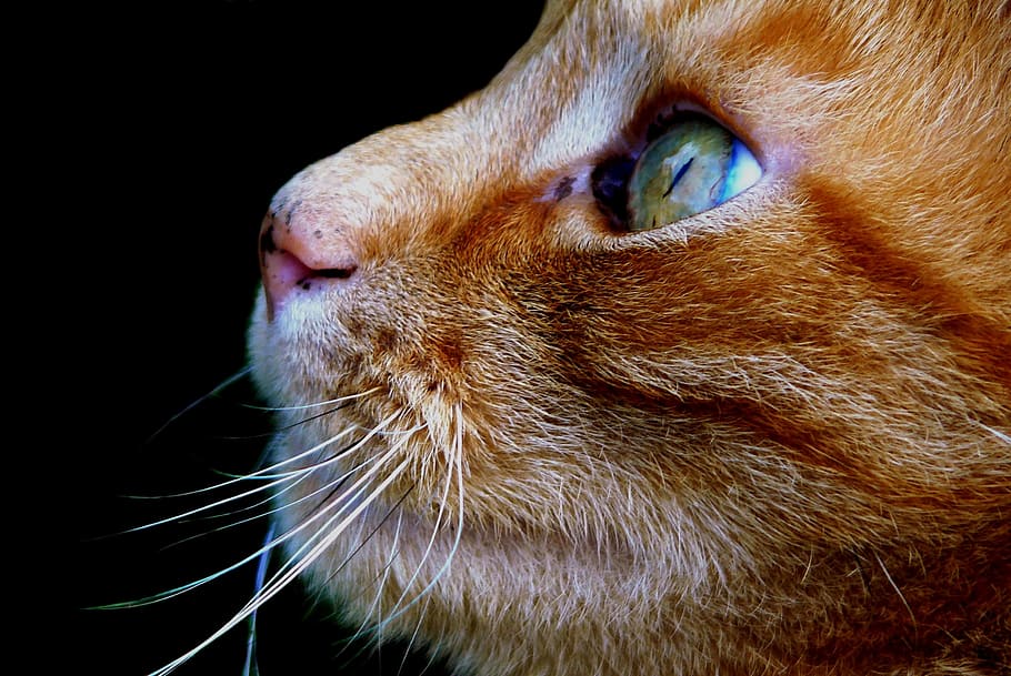 yellow, tabby, cat face, cat, pet, animal, domestic cat, head, animal world, cat's eyes