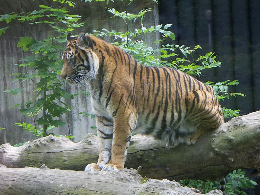 brown, black, tiger, standing, tree, big cat, predator, nature, wildlife, zoo