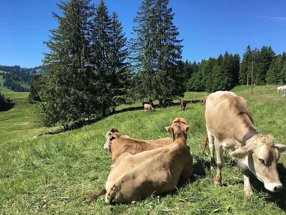 allgäu, cows, alm, scheidegg, oberstaufen, steibis, allgäu brown, cow, imberg, pasture