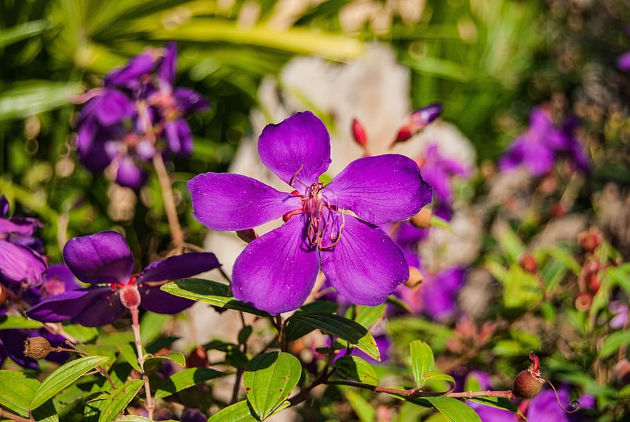 花 紫 自然 さわやかな 紫色の花 ズーム 縁起の良い紫 ドンの花 緑 壁紙 Pxfuel