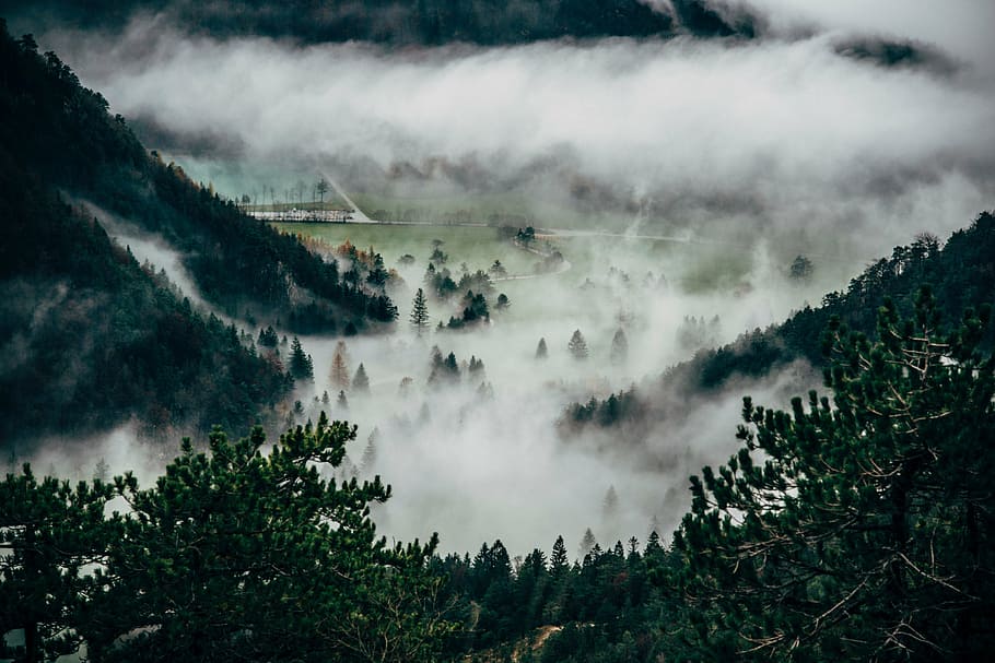 green, leafed, trees, fog, nature, landscape, mountain, pine tree, clouds, travel