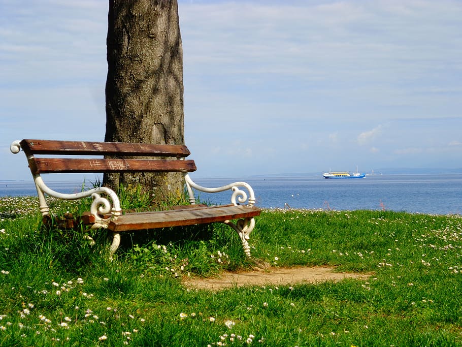 bench, tree, grass field, sea, prato, solitude, sky, sitting, wooden seat, nature