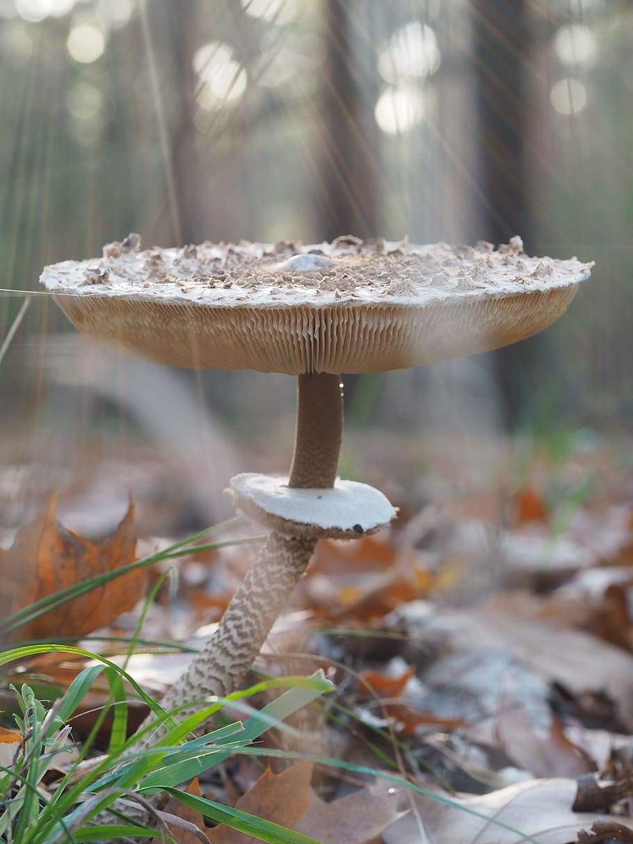cogumelo, guarda-sol, floresta, fungo de tela, comestível, outono, natureza, fungo de tela gigante, fungo, vegetal