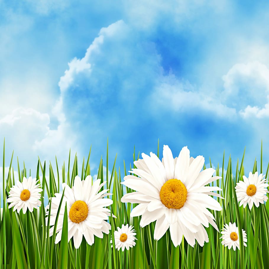 blooming white flowers, nature, margaritas, sky, lawn, open air, design, romantic, background, flower